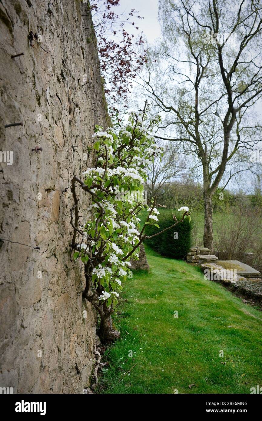 Pear Tree North Yorkshire Country Garden Inglaterra Reino Unido Foto de stock