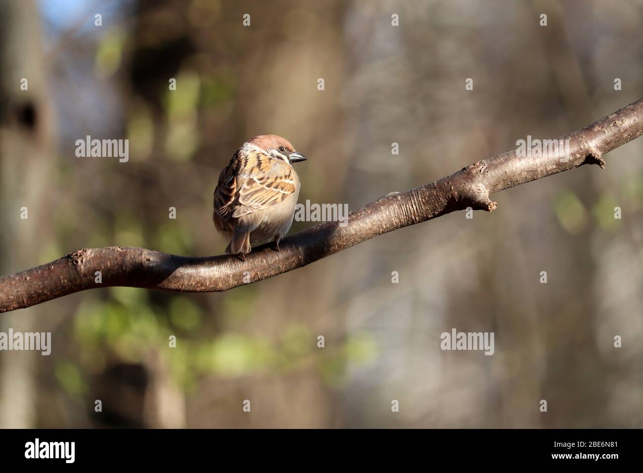 Sparrow en un parque de primavera. Pájaro en una rama de árbol, temporada de primavera, tiempo soleado Foto de stock