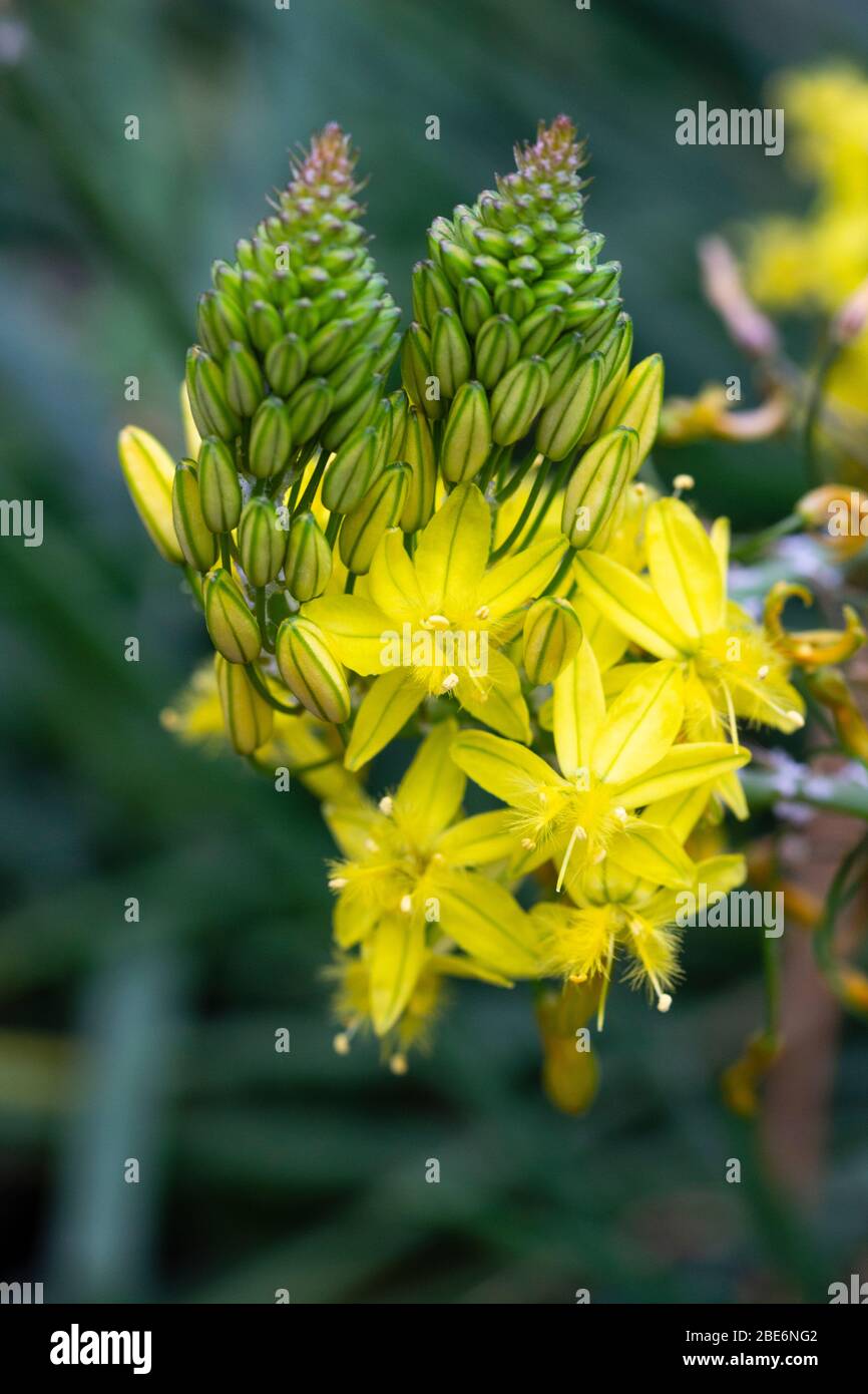 Flores de la forma amarillenta de la mitad suculenta, Bulbine frutescens Foto de stock