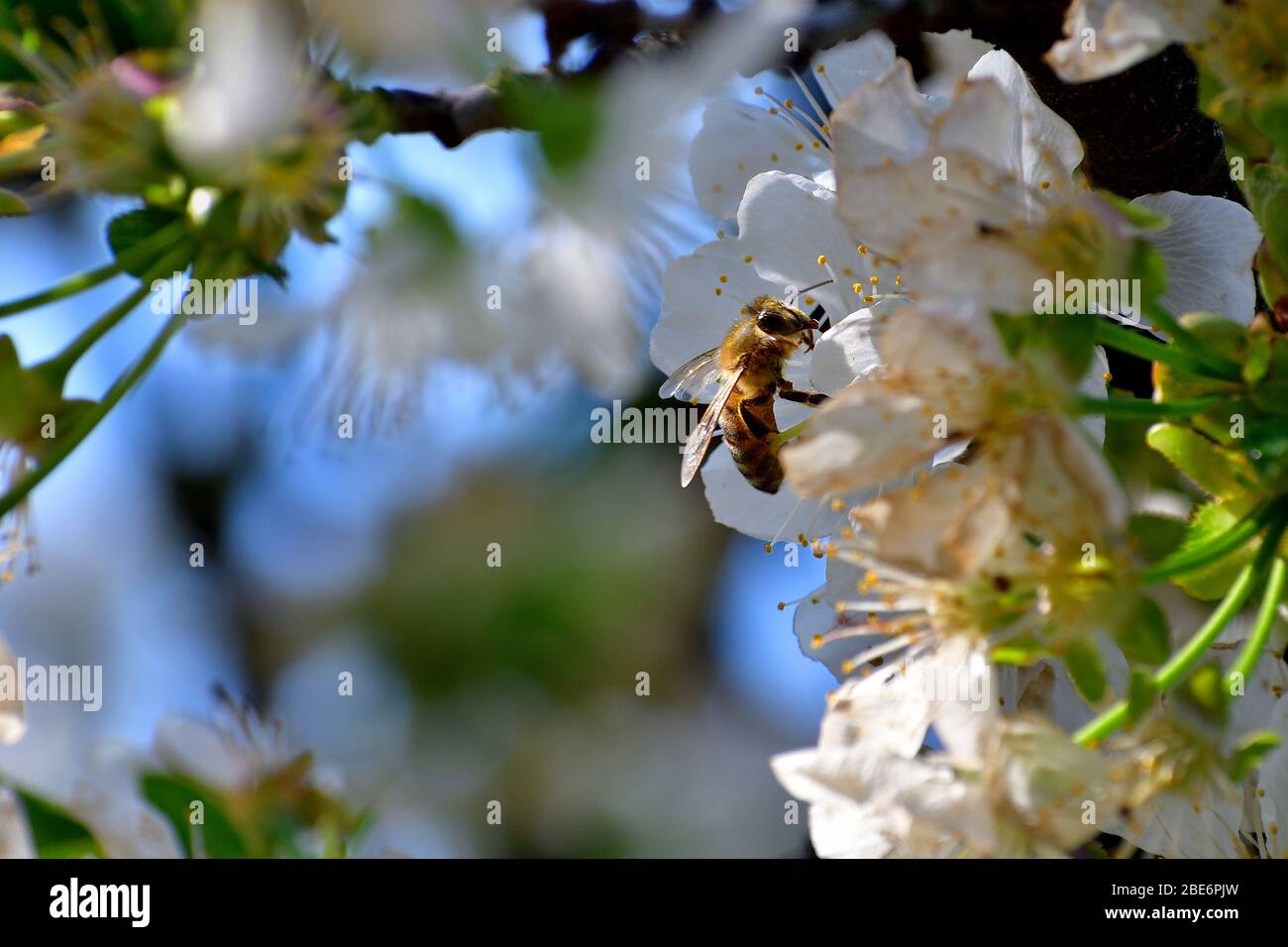 Imagen de una abeja que recoge polen de las flores de cerezo. La posición de la flor en una esquina da la posibilidad de crear postal y mensajería de vida Foto de stock