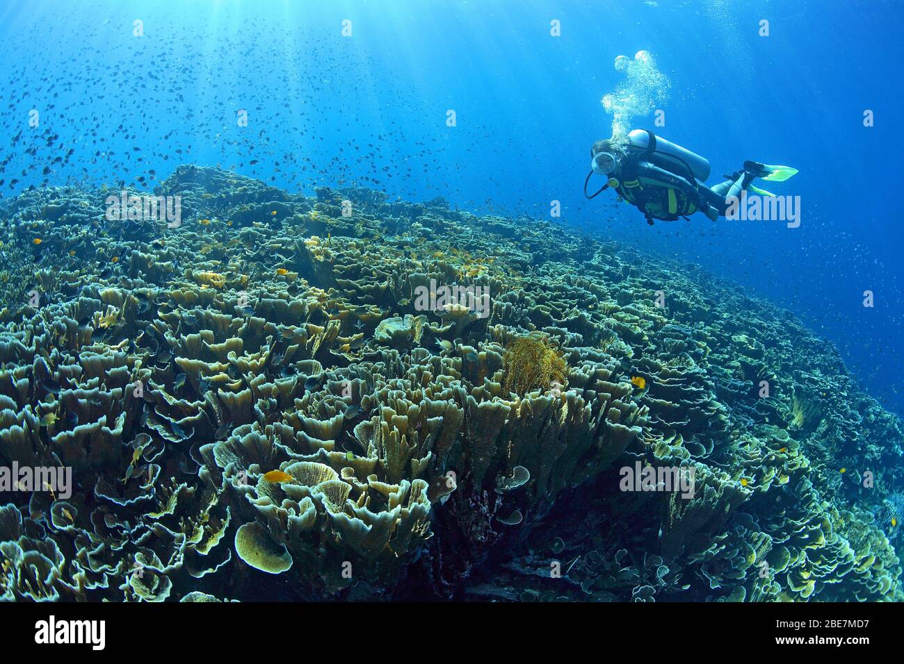 Buceador en un arrecife de coral con corales Montipora dominantes (Acroporidae), Mindanao, Filipinas Foto de stock