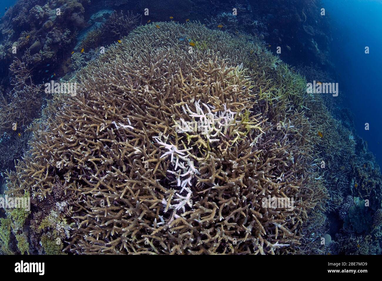 El blanquimiento de los corales, los corales de piedra blanqueada (Acroporidae), consecuencias del calentamiento global, reef moribundo, Moalboal, Cebú, Philippinen Foto de stock