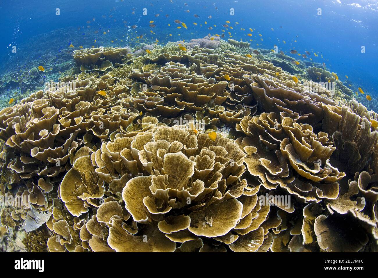 Arrecife de coral con corales Montipora dominantes (Acroporidae), Mindanao, Filipinas Foto de stock