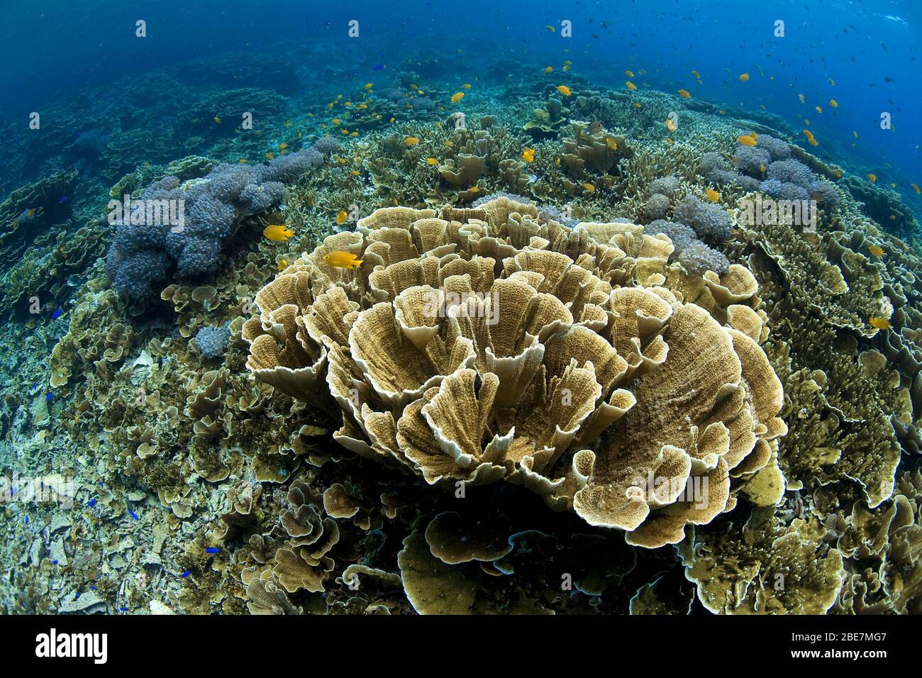 Arrecife de coral con corales Montipora dominantes (Acroporidae), Mindanao, Filipinas Foto de stock