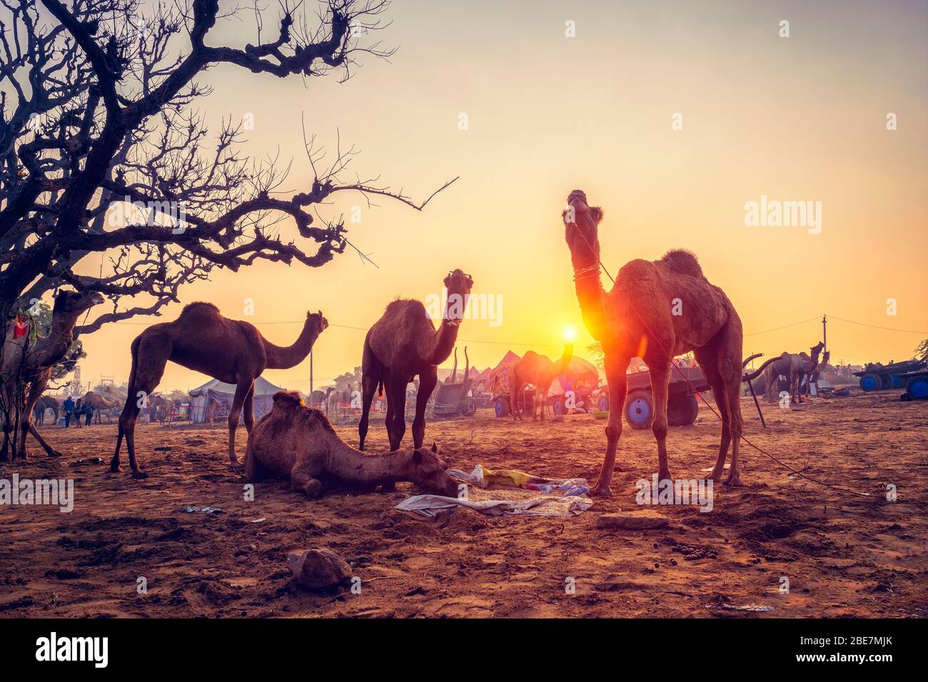 Pushkar Mela feria de camellos festival en el campo comer masticando al atardecer. Pushkar, Rajasthan, India Foto de stock