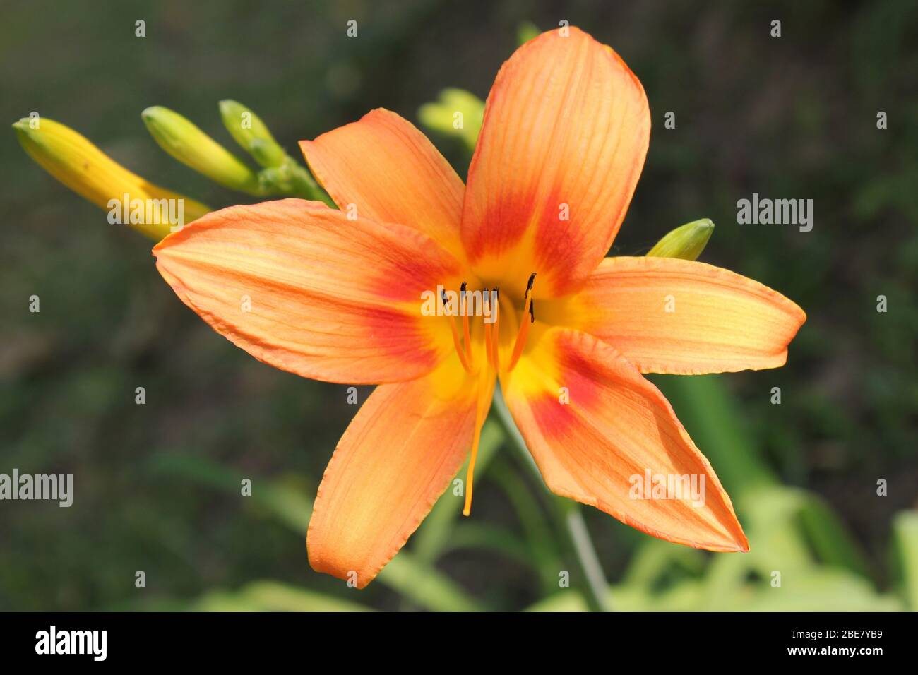 Lirios naranjas fotografías e imágenes de alta resolución - Alamy