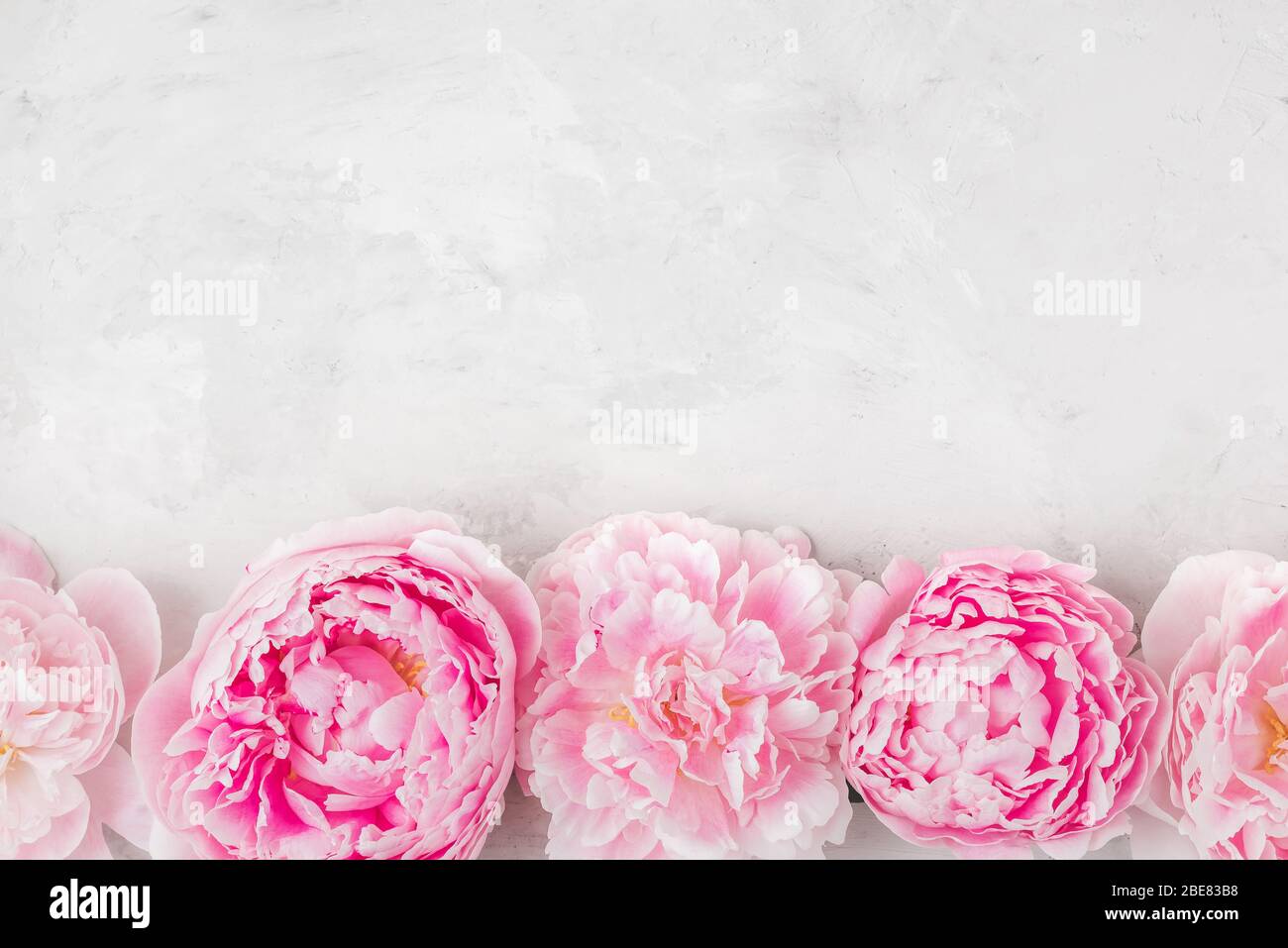 Composición de las flores. Borde hecho de flores de peony rosa sobre fondo blanco. Vista superior plana con espacio de copia Foto de stock