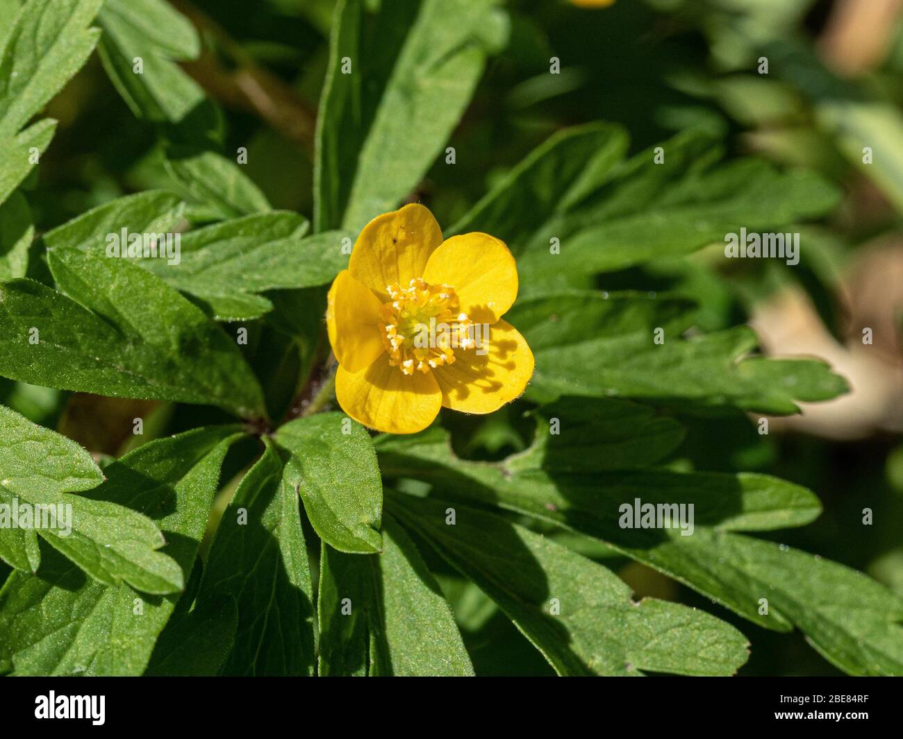 Un primer plano de una sola flor amarilla de suero de Anemone ranunculoides Foto de stock