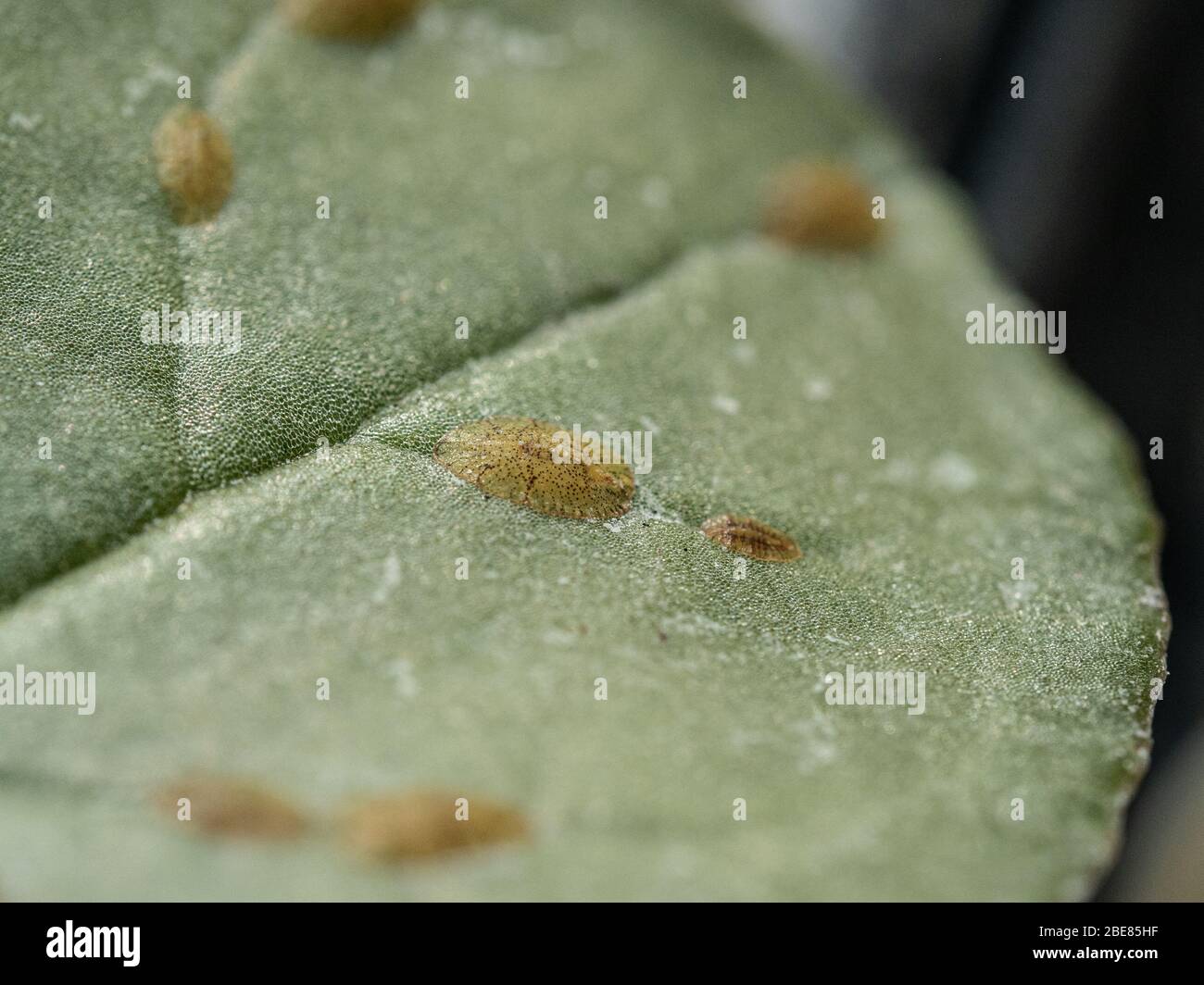 Un grupo de insectos de escamas que se alimentan en una hoja de Cyclamen Foto de stock