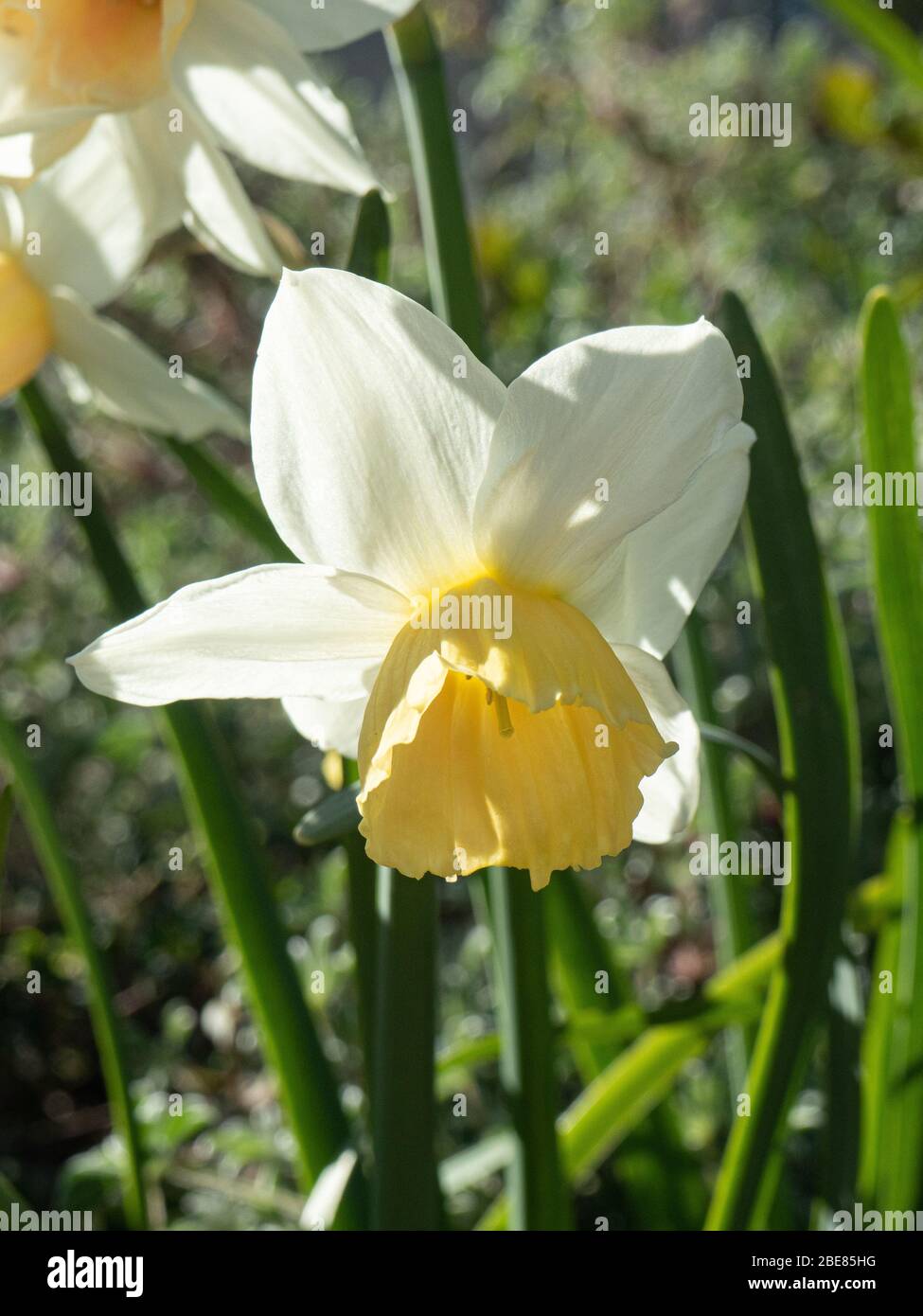 Un primer plano de una sola flor blanca y amarilla de Narcissus Katie Heath Foto de stock