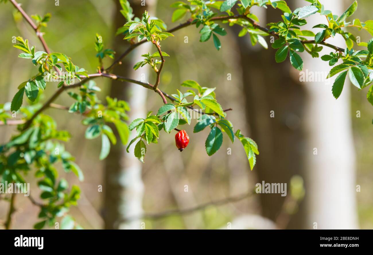 baya silvestre roja en medio natural verde Foto de stock