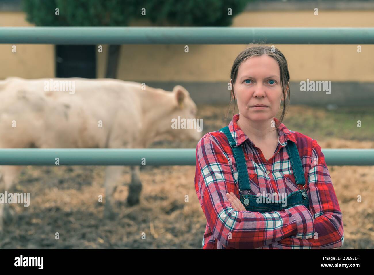 Orgulloso productor exitoso en la vaca lechera. Retrato del Cáucaso adulta  trabajadora agrícola vistiendo la camiseta plaid y jeans bib monos junto a la  manada Fotografía de stock - Alamy