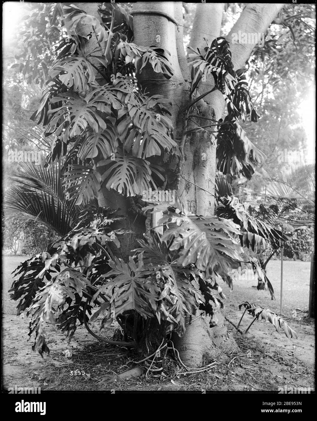 Inglés: Una planta de filodendros, CA.1920 Fotografía de una planta de  filodendros, CA.1920. La planta está enredada alrededor de un árbol grande.  Otras plantas y árboles son visibles en el fondo. Parte