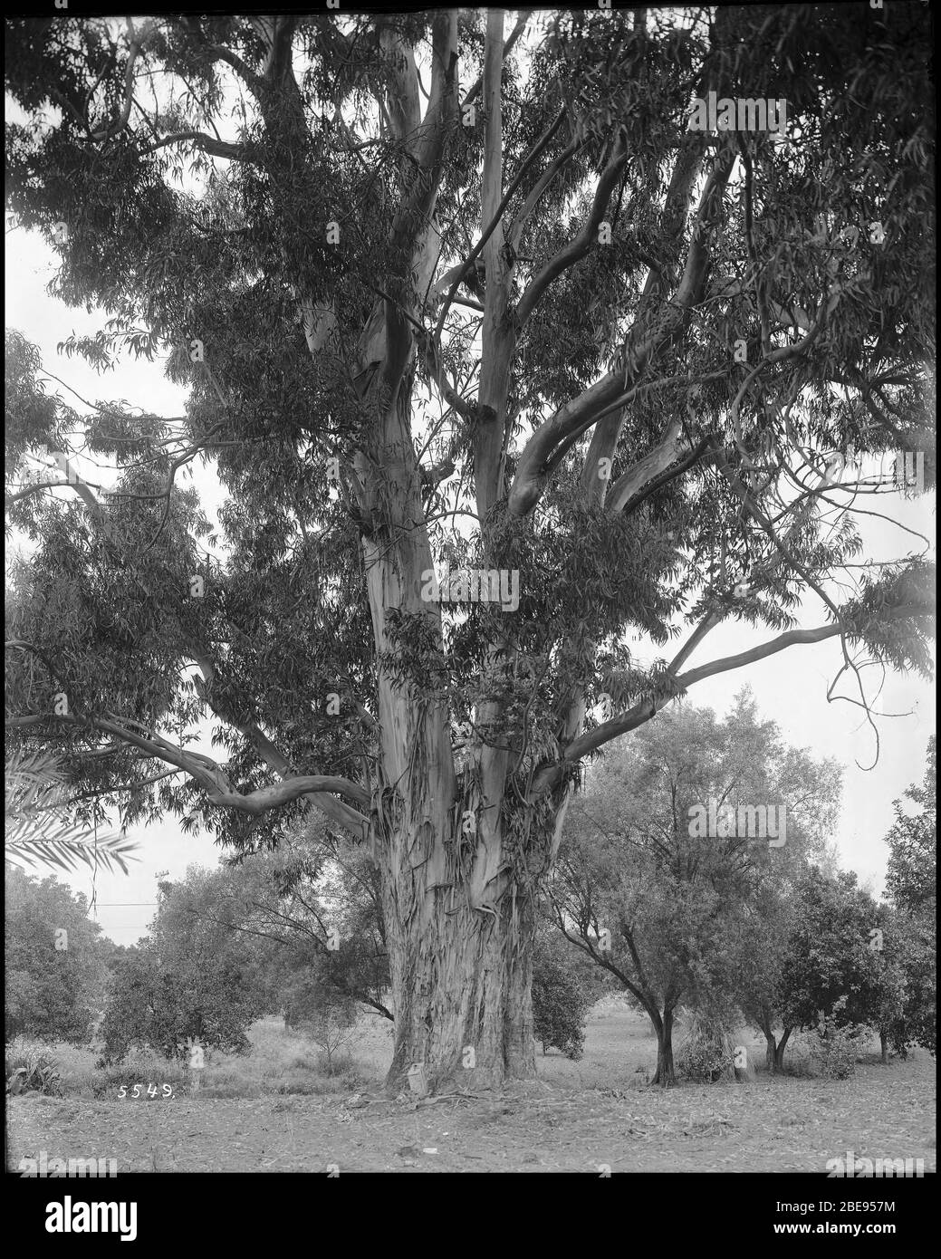 'Inglés: Un eucalipto de veinticinco años de edad en un bosque de eucaliptos en el L.J. Rose Ranch, CA.1900 Fotografía de un eucalipto de veinticinco años de edad en un bosque de eucaliptos en el L.J. Rose Ranch, CA.1900. Las ladridos en el tronco se están despegando para revelar la superficie lisa debajo. El suelo está salpicado de hojas caídas. Arbustos y hierba cubren el área en el fondo donde se encuentran otros árboles.; bajo la propiedad de Leonard John Rose, el lugar en vivo de Sunny Slope Ranch era un lugar de exhibición de huertos y viñedos, dibujando hasta dos o trescientos visitantes al día. Rose aprendió Foto de stock