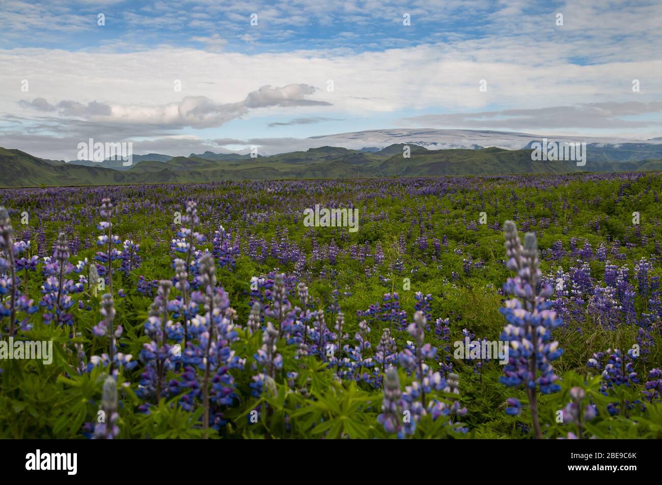 Campos con altramuces de Alaska en flor (Lupinus nootkatensis), en Vik en Islandia, Europa Foto de stock