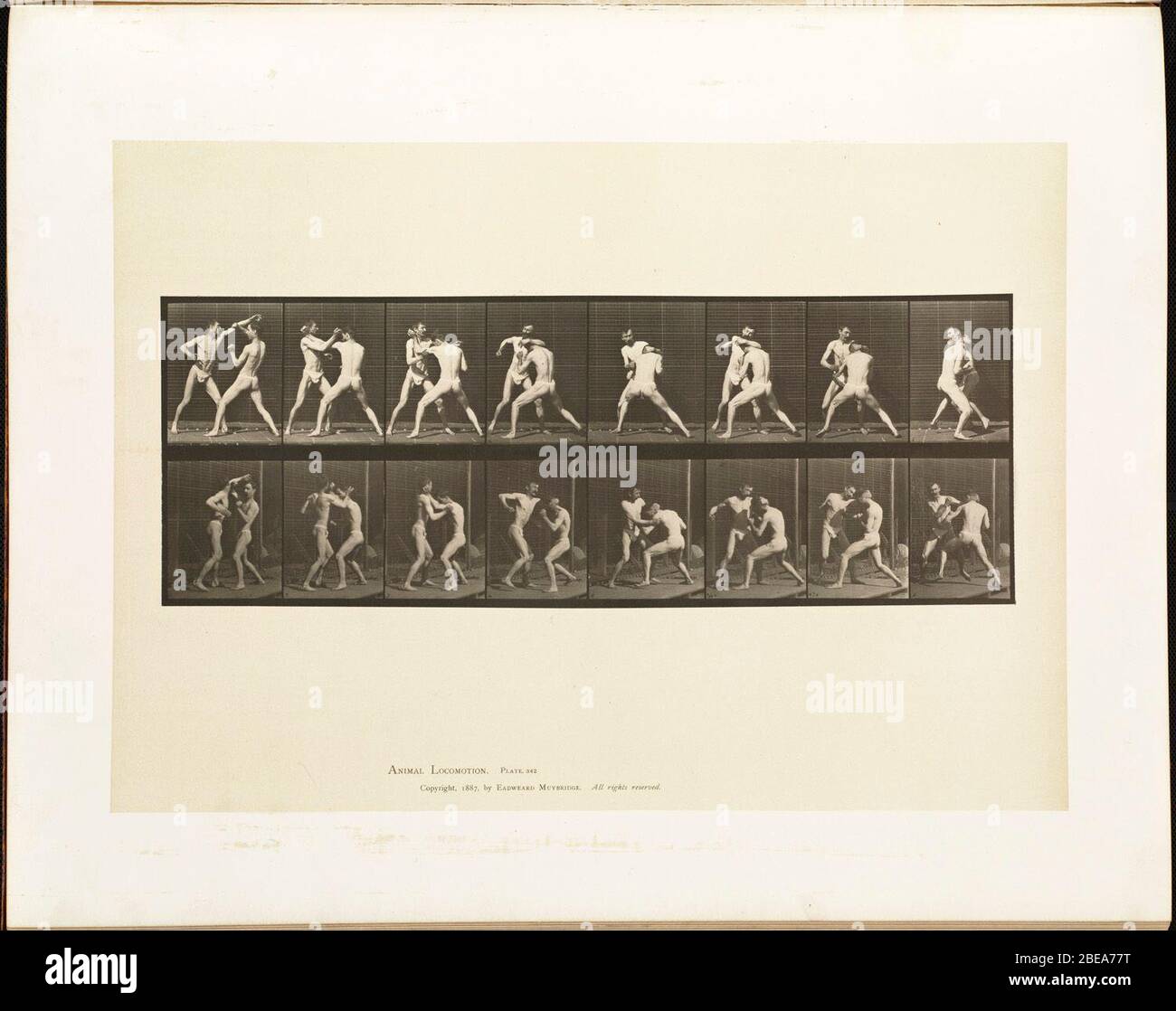 Español: BPLDC no.: 08 11 000344 Título: Locomoción animal. Placa 342  volumen: V. : machos (tela de pelvis). Creador: Muybridge, Eadweard,  1830-1904 Copyright Date: 1887 extend: 1 impresión fotomecánica : collotipo  Género: