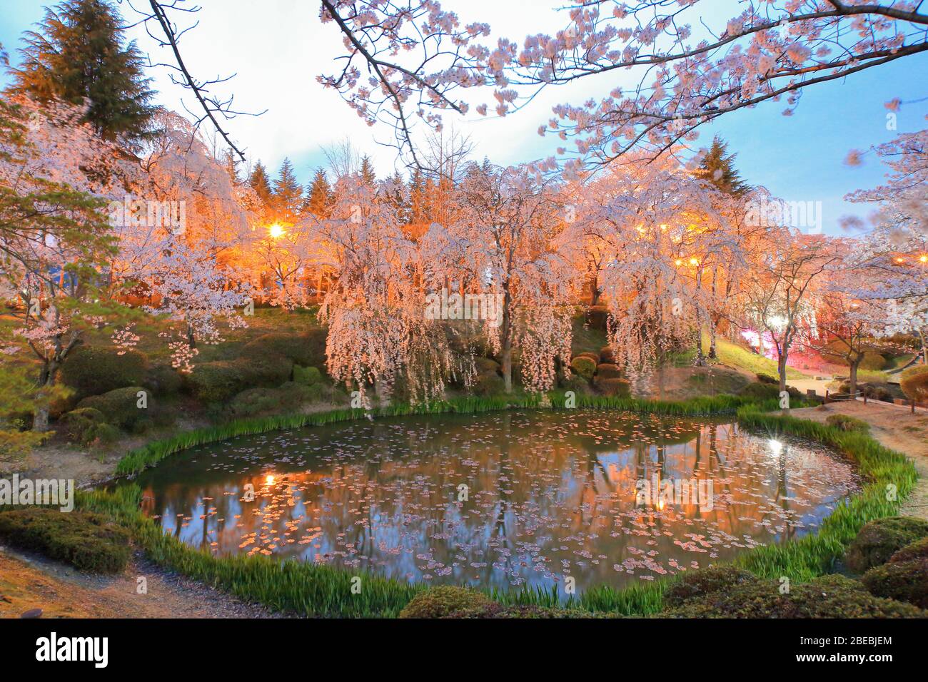 Vista nocturna, hermoso paisaje de cerezos en flor en el Pabellón Bomunjeong en Gyeongju, Corea Foto de stock