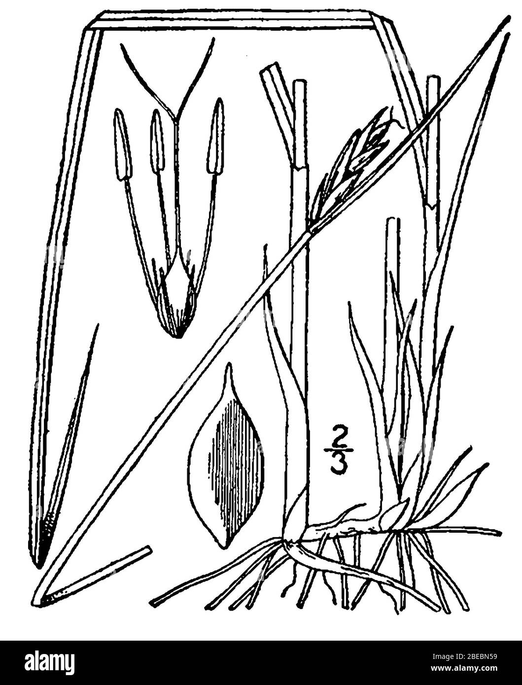 'Blysmus rufus; http://plants.usda.gov/java/largeImage?imageID=scru2_001_avd.tif; Britton, N.L., y A. Brown. 1913. Una flora ilustrada del norte de Estados Unidos, Canadá y las posesiones británicas. Vol. 1: 332.; ' Foto de stock