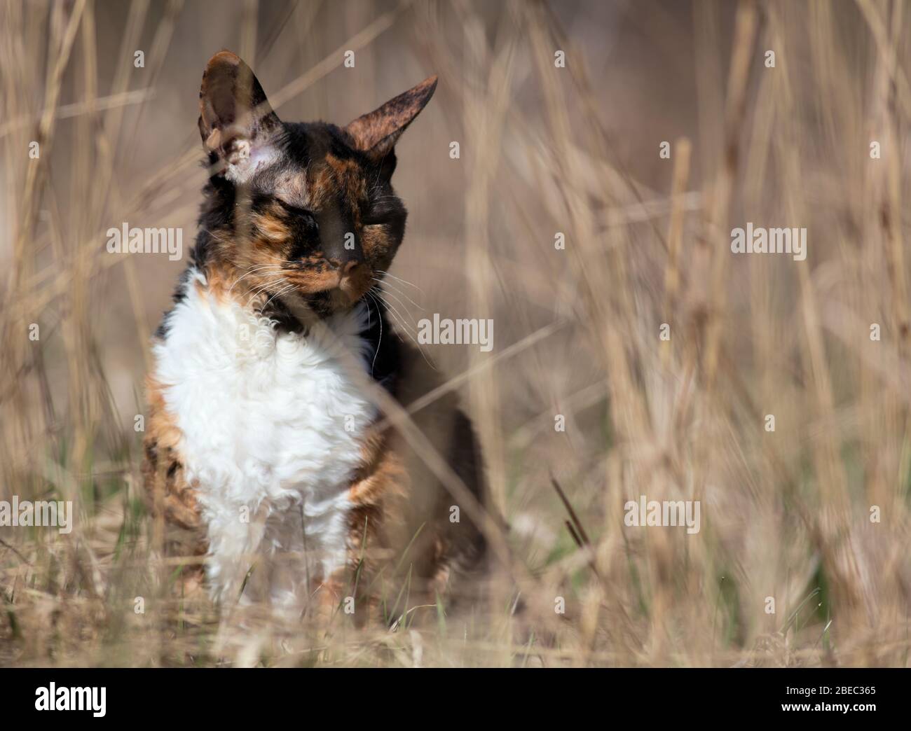 Cornish Rexa gato tranquilamente parpadeando, sentado en la hierba Foto de stock