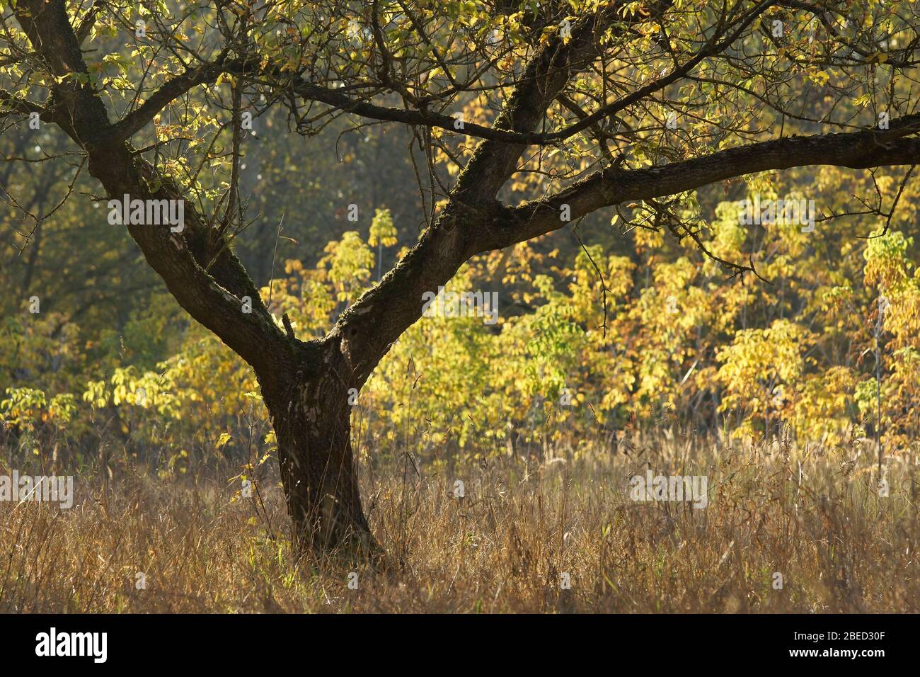 Silueta herbstlicher Baum im Gegenlicht Foto de stock