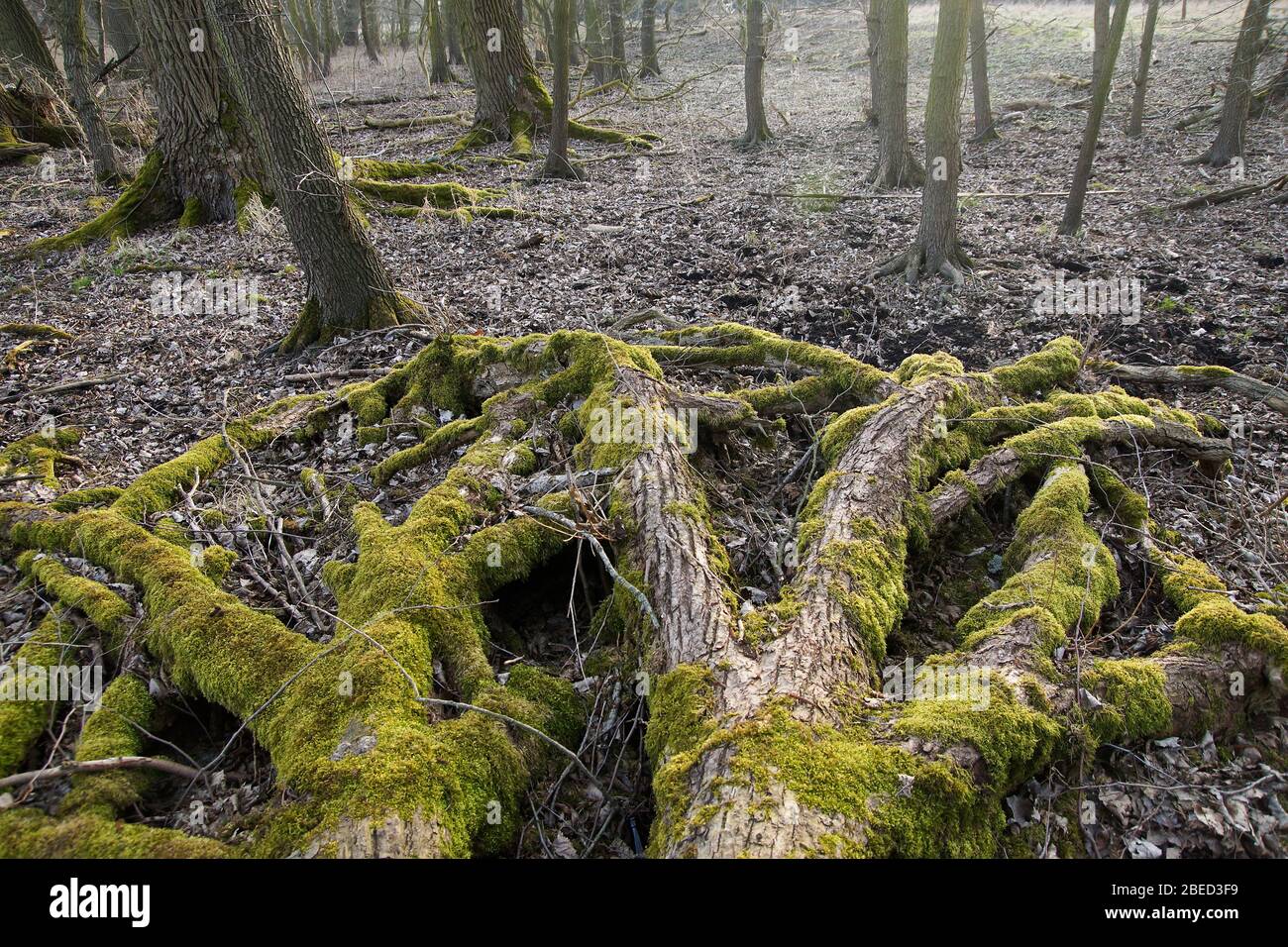 Massive von Moos bedeckte Baumwurzeln Foto de stock