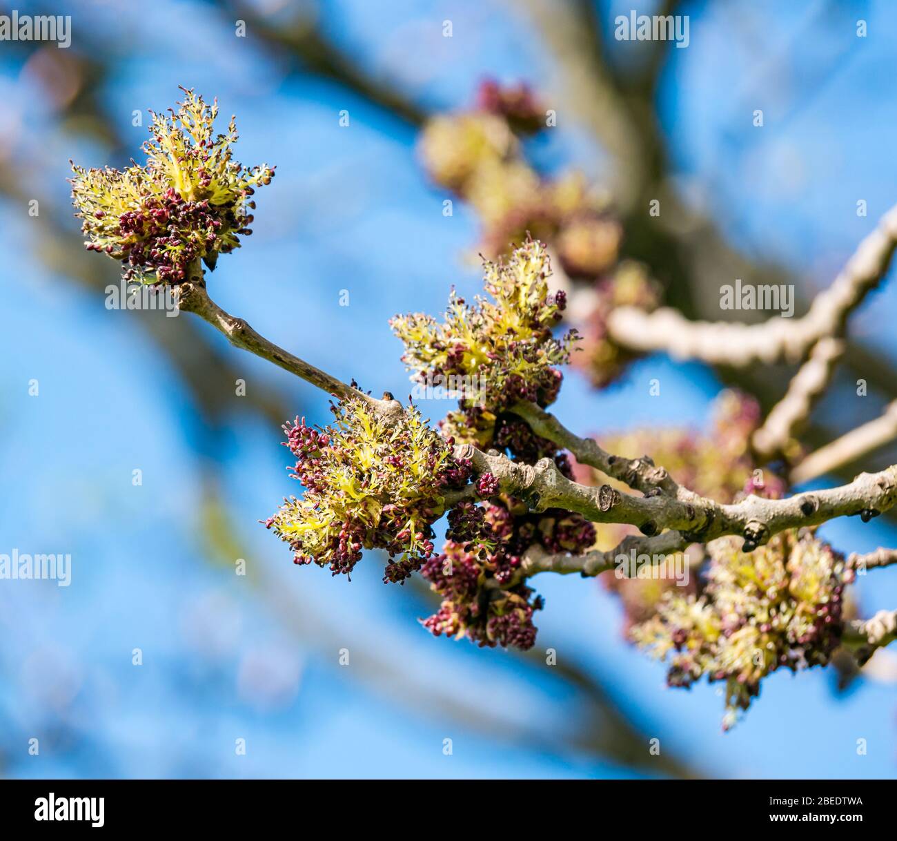 Brotes de fresno en rama que comienzan a florecer contra el cielo azul soleado, Escocia, Reino Unido Foto de stock