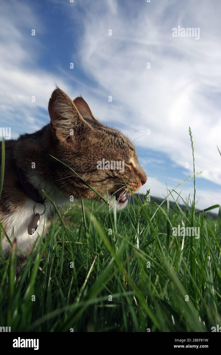 Gato tabby jugando en hierba larga Foto de stock