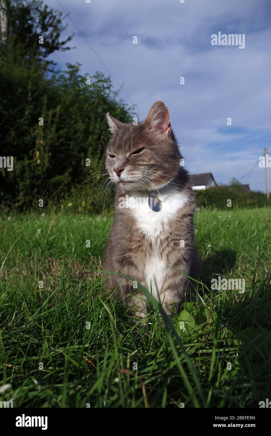 Gato tabby jugando en hierba larga Foto de stock