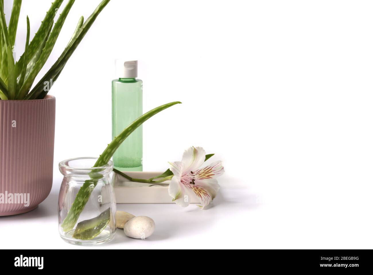 Aloe Vera planta en maceta, tallo fresco sobre fondo blanco. Concepto de piel, belleza y terapia de spa. Banner, fondo de planta Foto de stock