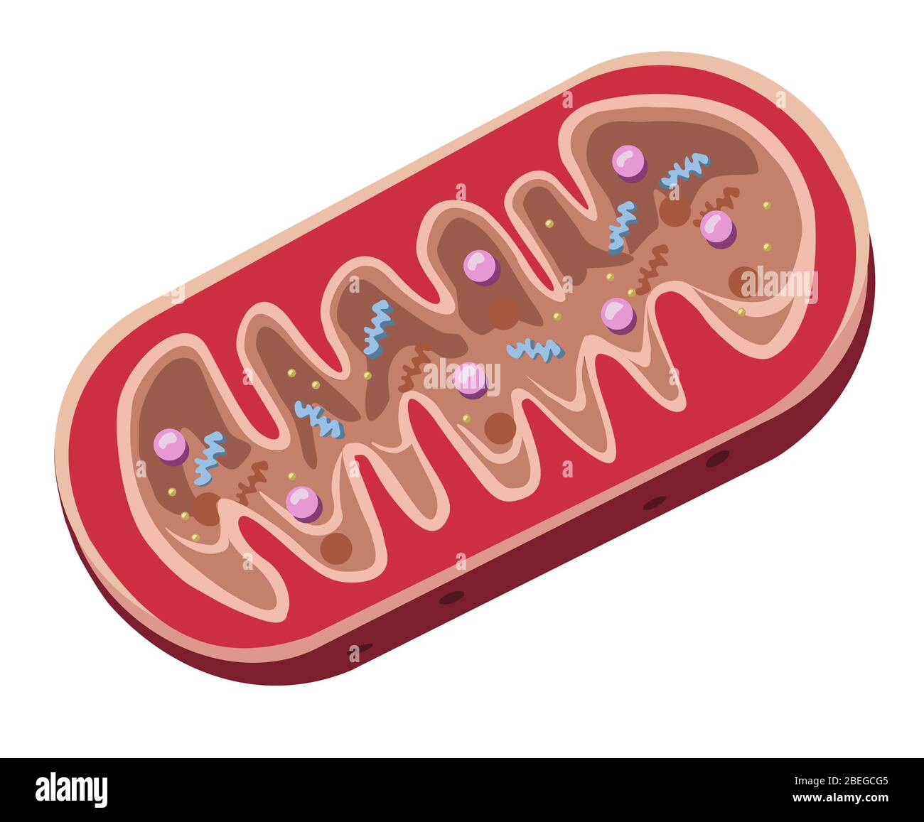 Mitocondrias, Ilustración Foto de stock