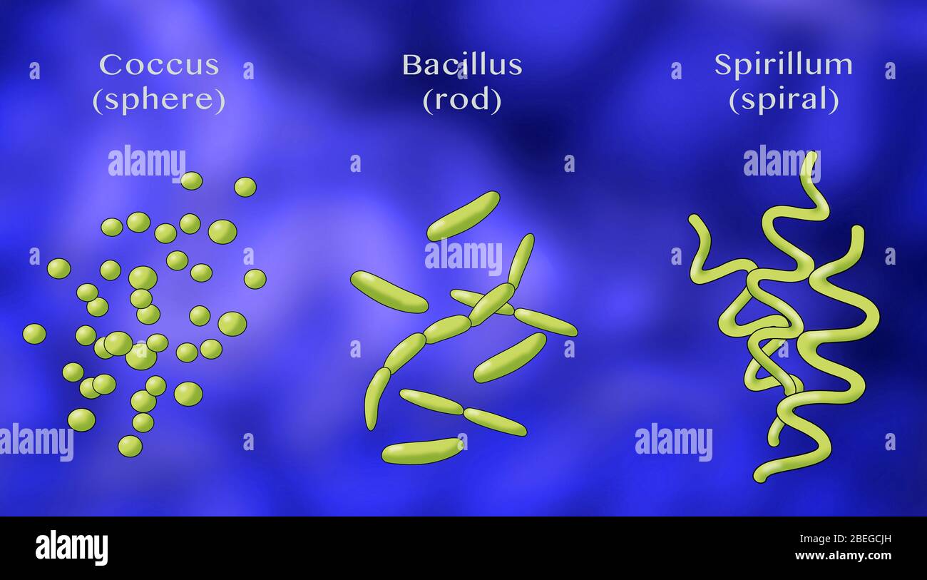 Formas de bacterias, Ilustración Foto de stock