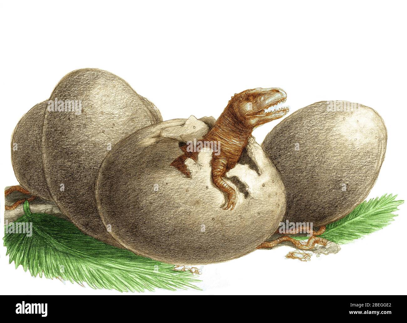Huevo de dinosaurio fotografías e imágenes de alta resolución - Alamy