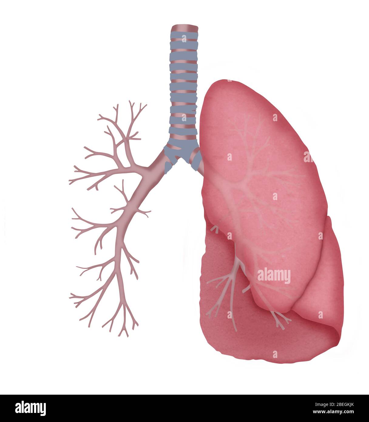 Tubos pulmonares y bronquiales normales Fotografía de stock - Alamy