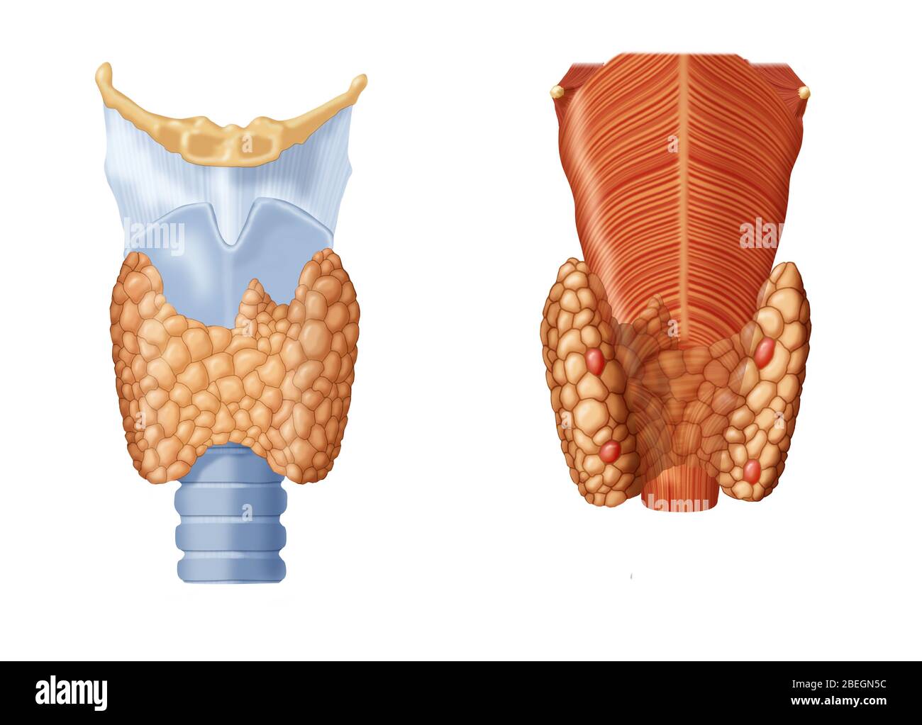 Tiroides y glándula Paratiroide Foto de stock
