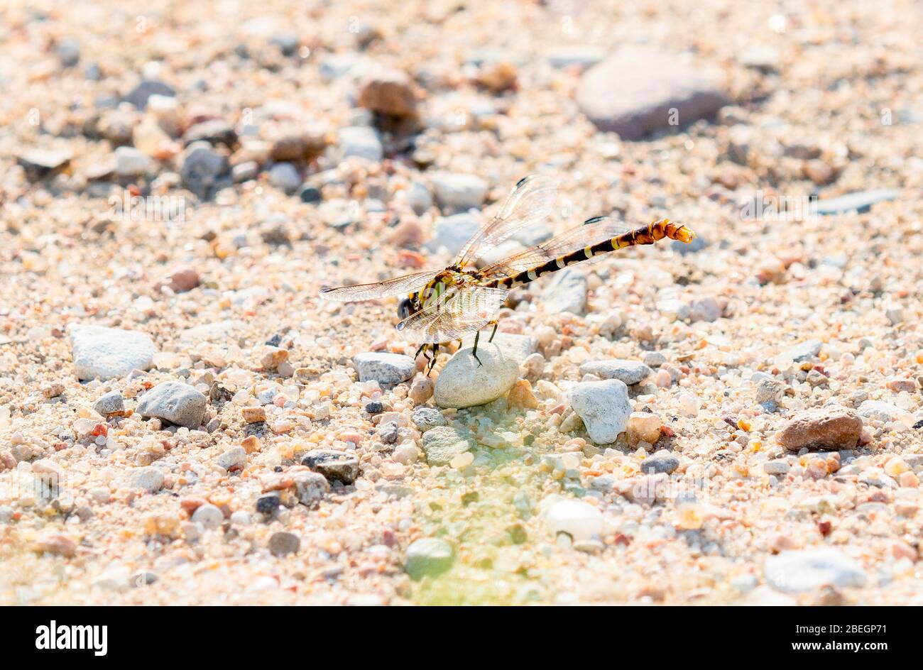 Dragonfly (Erpetogomphus designatus) colgado en una roca sobre una superficie de tierra de grava en el este de Colorado Foto de stock