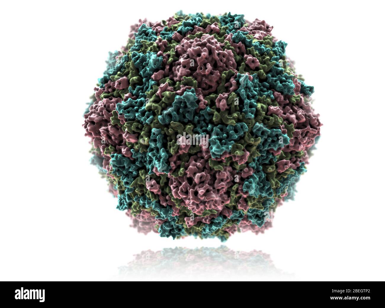 Virus Coxsackie B Fotografía de stock Alamy
