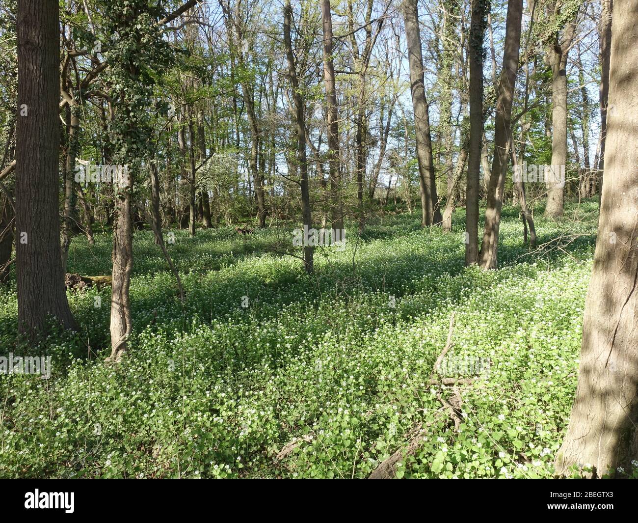 Knoblauchsrauke (Alliaria petiolata, sin. Alliaria officinalis), auch Knoblauchskraut, Lauchkraut oder Knoblauchhederich in einem lichten Wald, Weiler Foto de stock