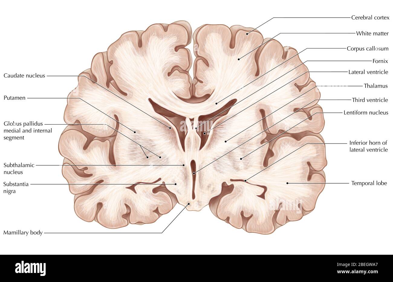 Cerebro, sección coronal Fotografía de stock Alamy