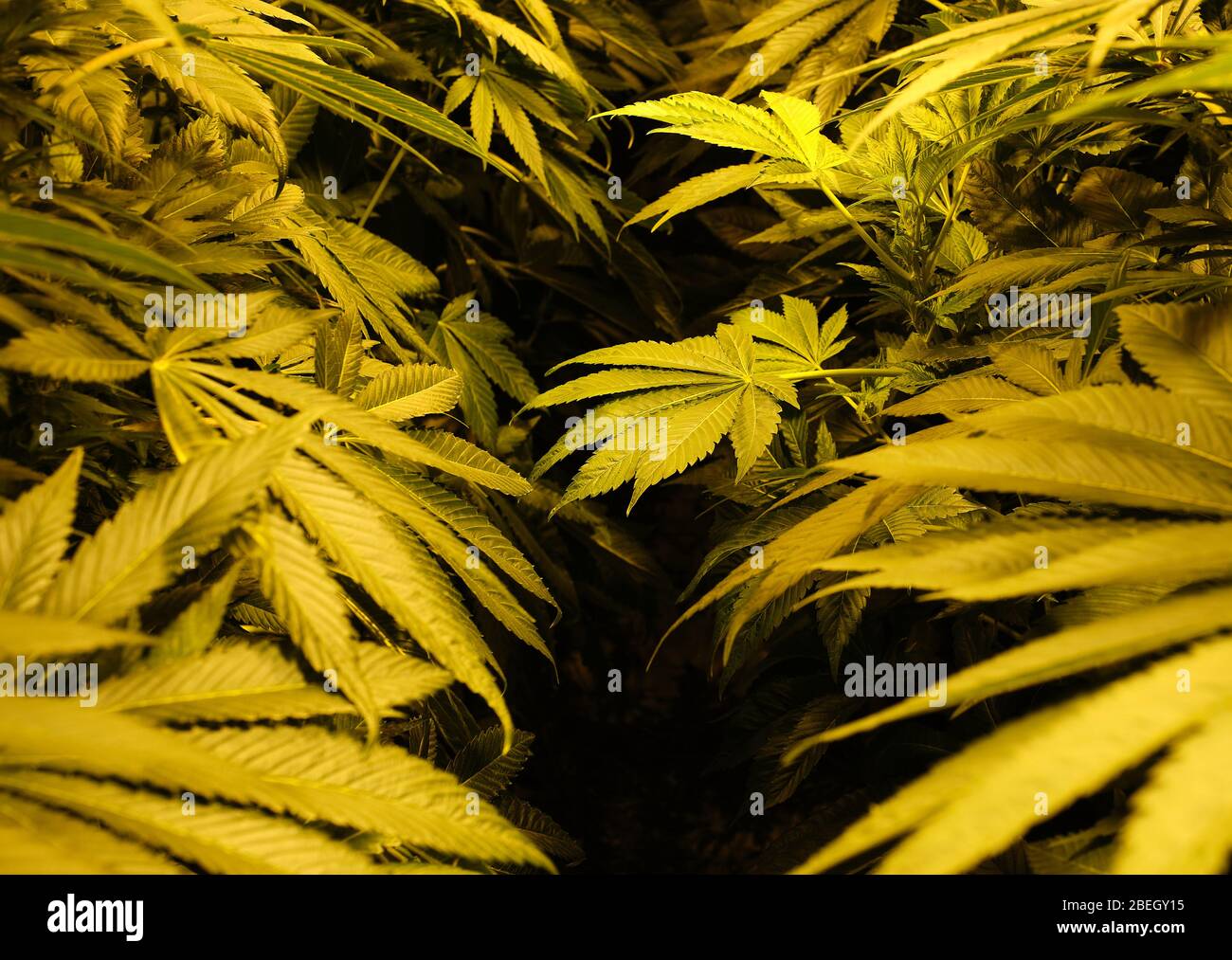 marihuana ilegal plantando en casa Foto de stock