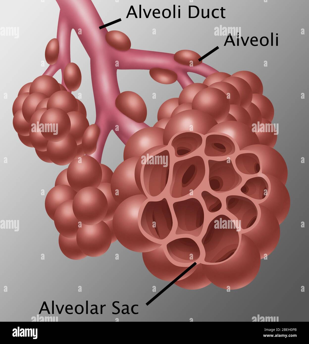 Alveolus or alveoli fotografías e imágenes de alta resolución Alamy
