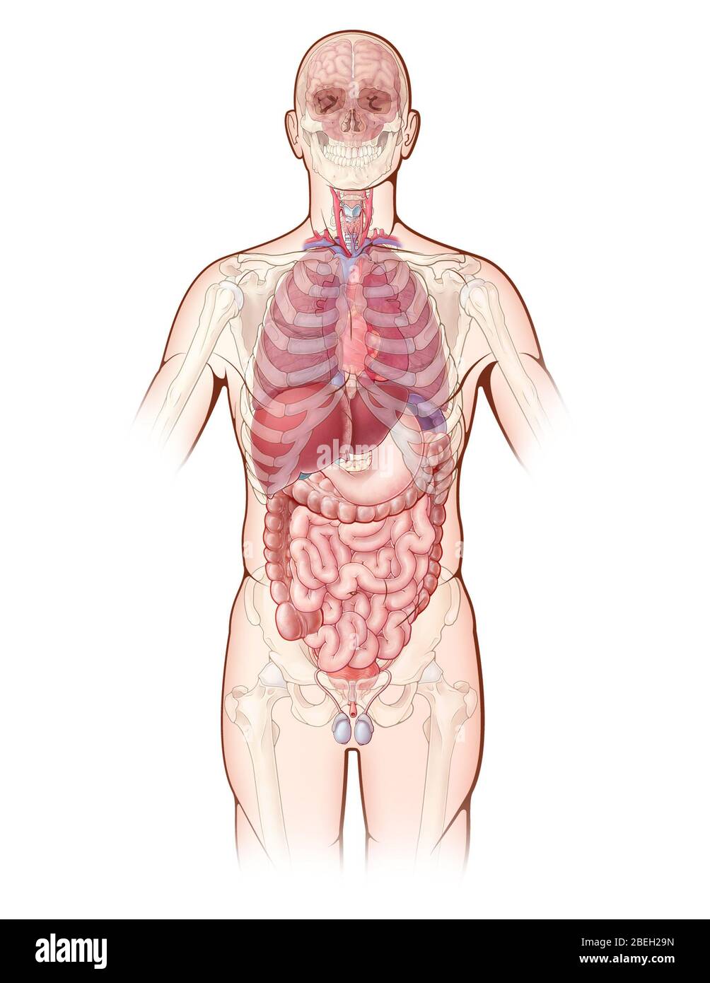 La Ilustración Médica Muestra Los Principales Órganos Del Sistema