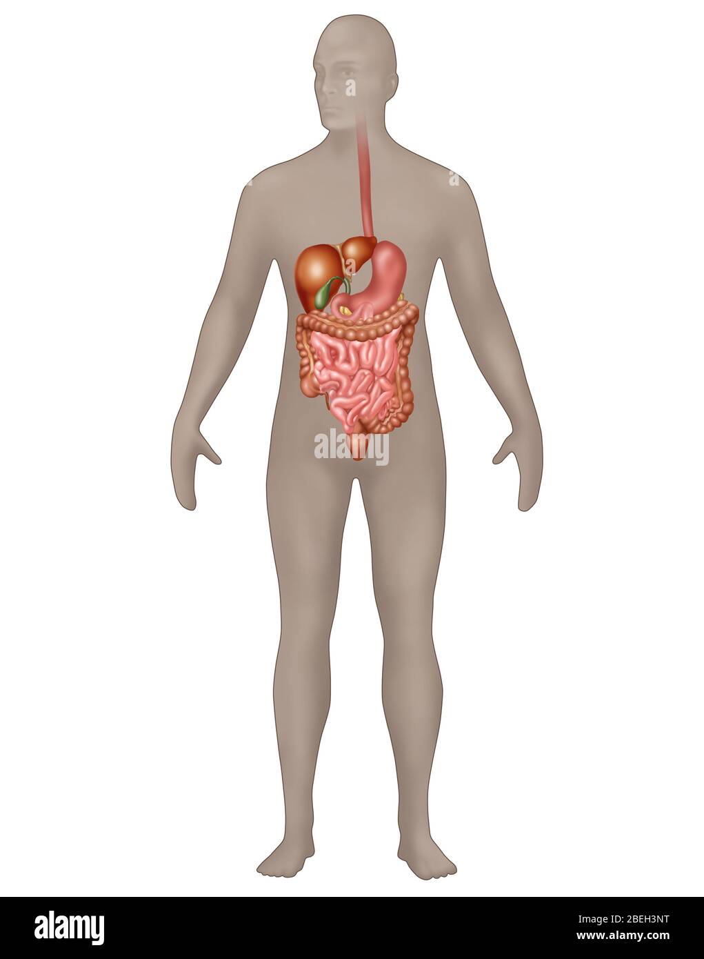 Sistema digestivo en Anatomía masculina Foto de stock