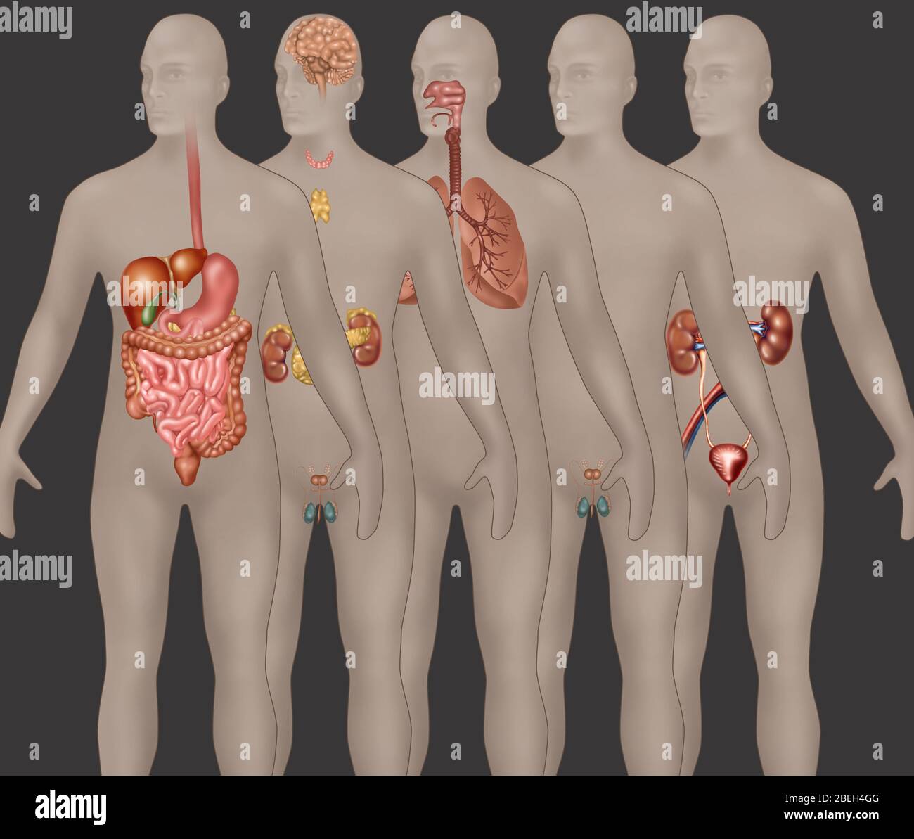 Sistemas de órganos en Anatomía masculina Foto de stock