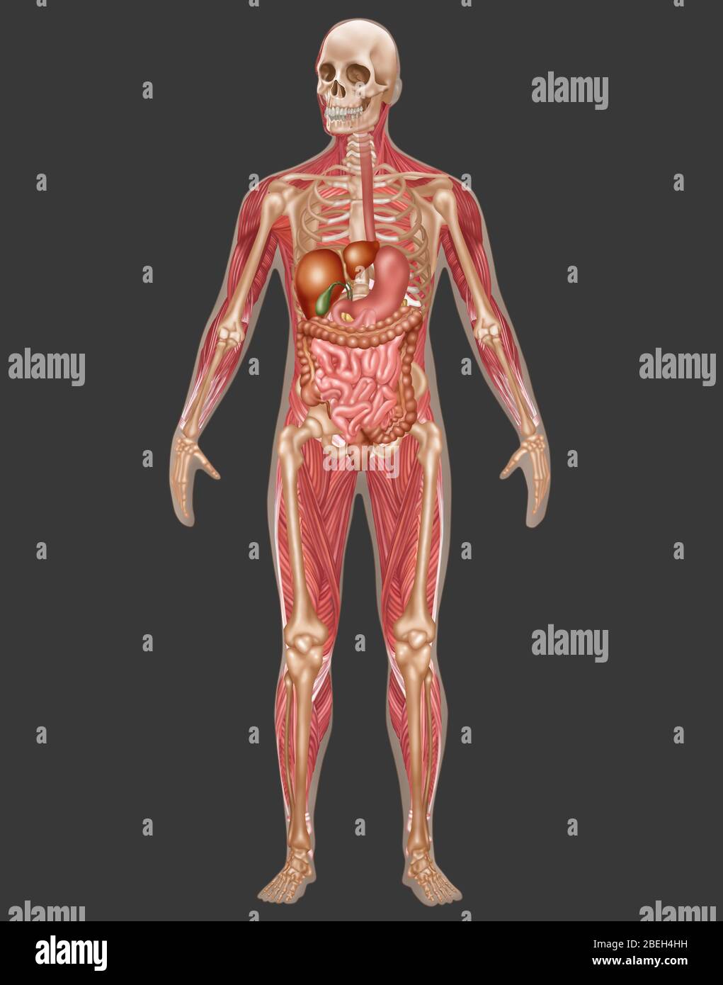 Sistemas digestivo, esquelético y muscular, Masculino Foto de stock