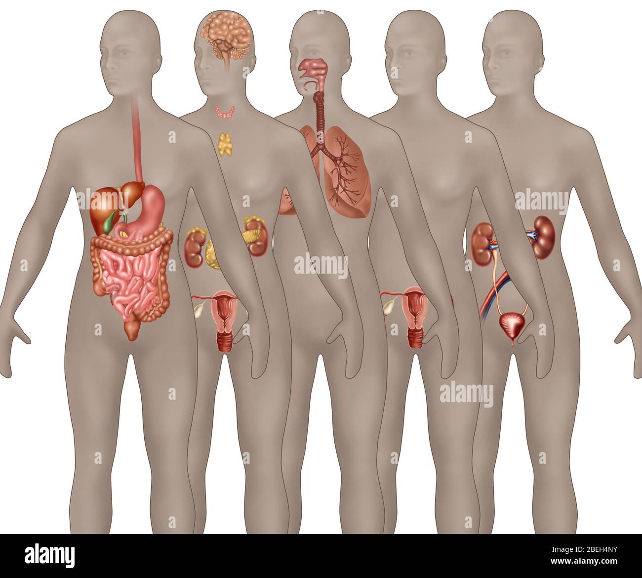 Sistemas de órganos ilustrados en la anatomía femenina. Desde el primer plano hasta el fondo se muestran: Sistema digestivo, sistema endocrino, sistema respiratorio, sistema reproductor masculino y sistema urinario. Foto de stock