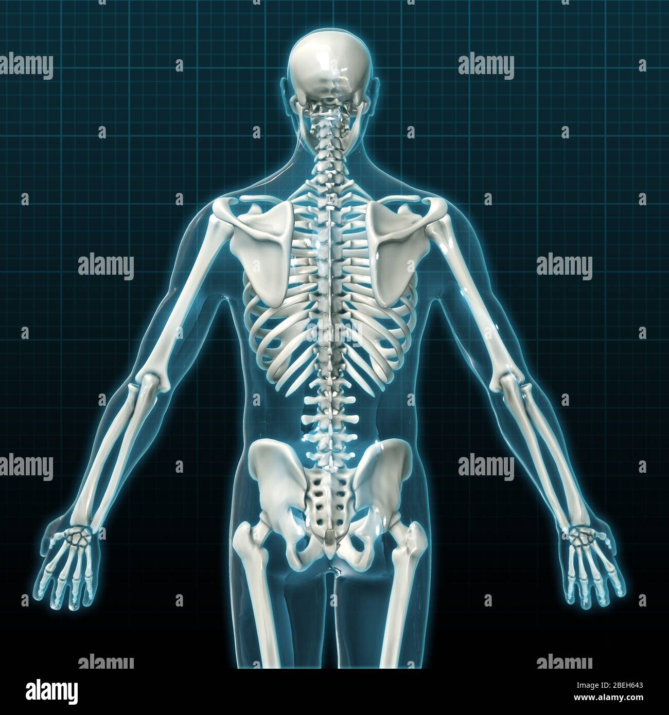 Esqueleto humano, vista posterior Foto de stock