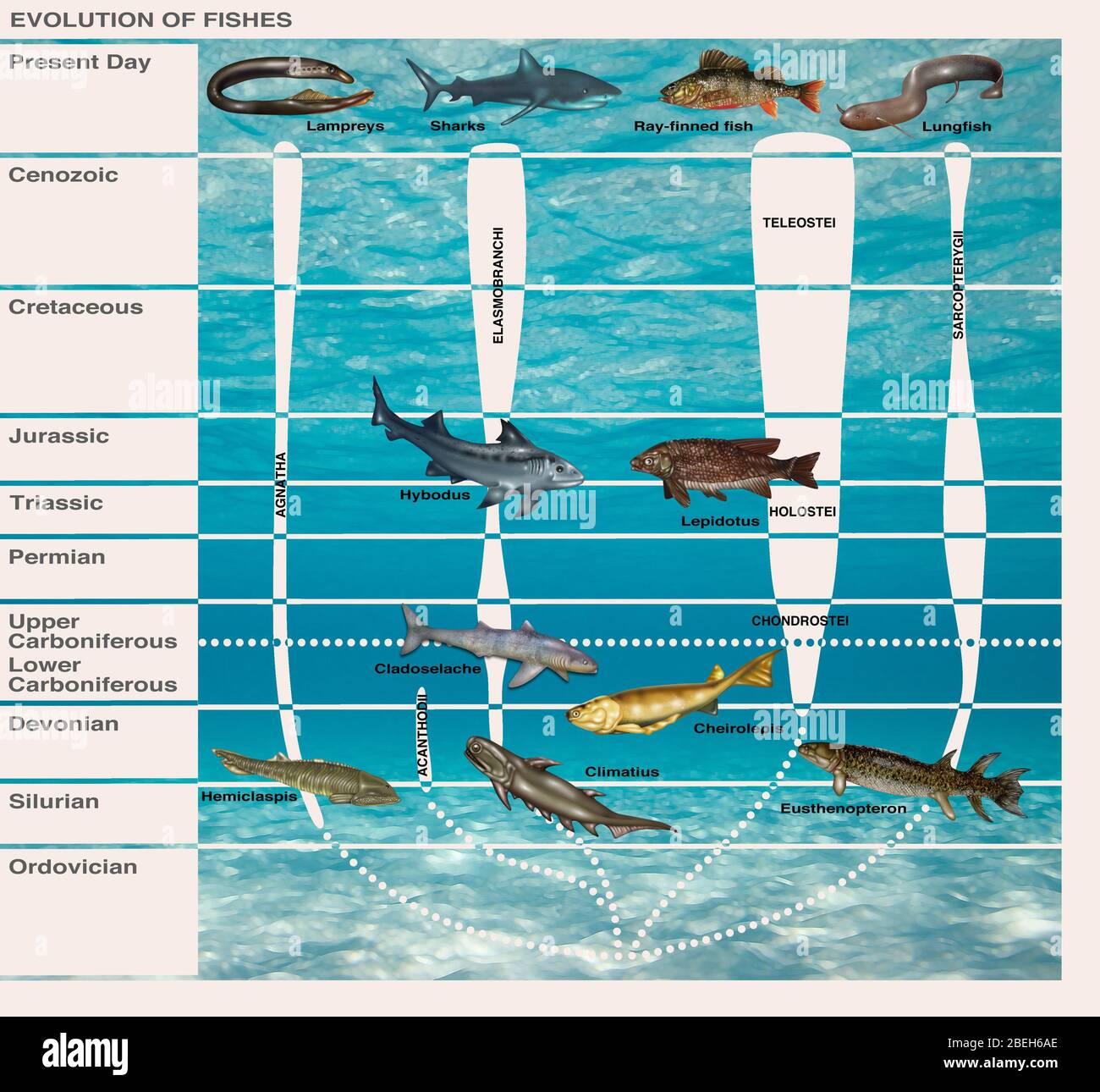 Evolución de peces, Ilustración Foto de stock