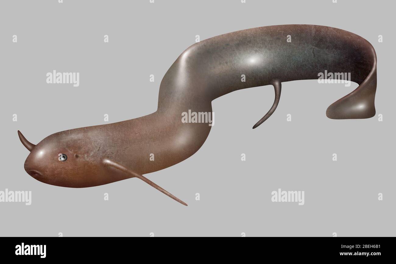 Lungfish, ilustración Foto de stock