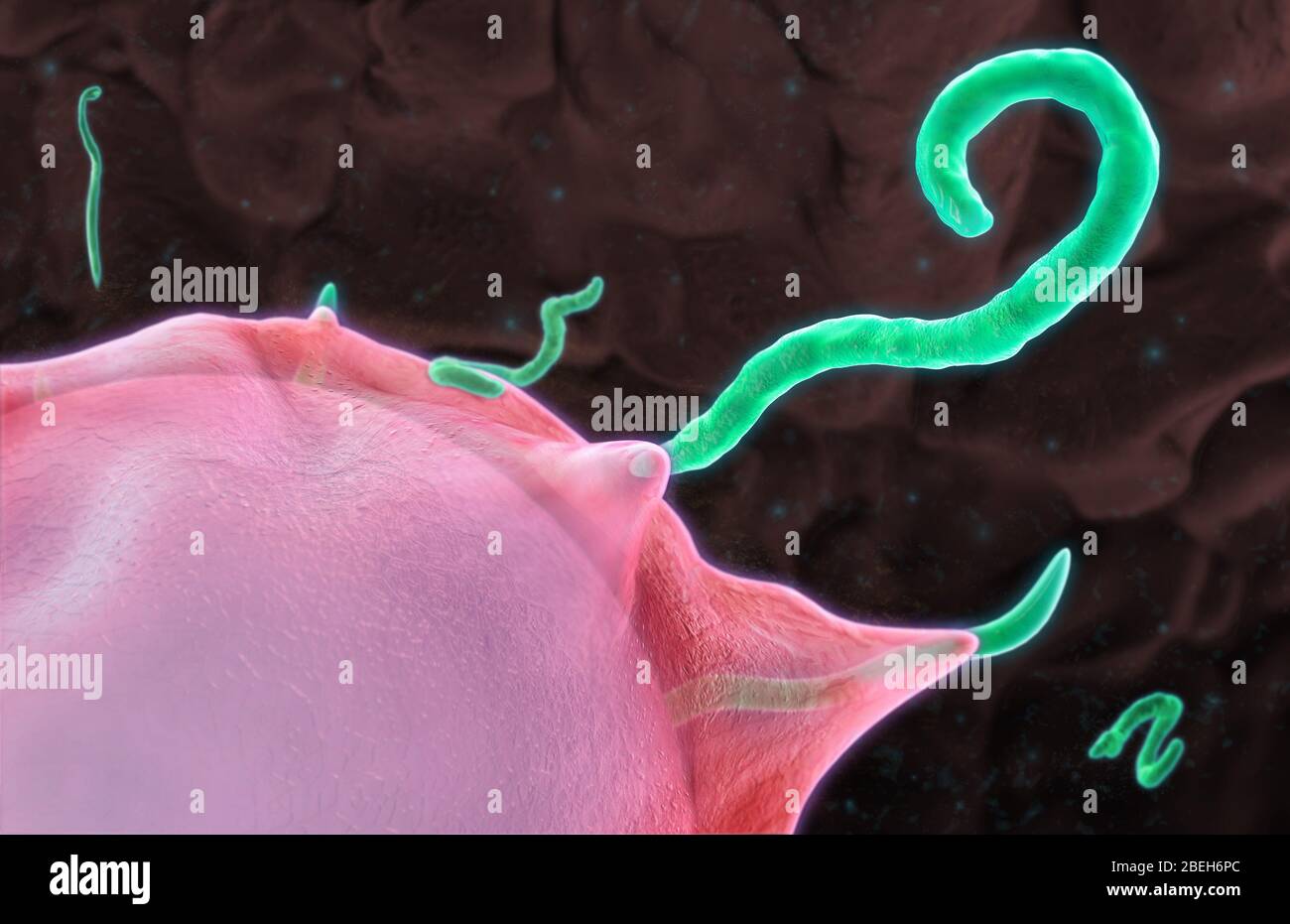 El virus del ébola que florecimiento, Ilustración Foto de stock
