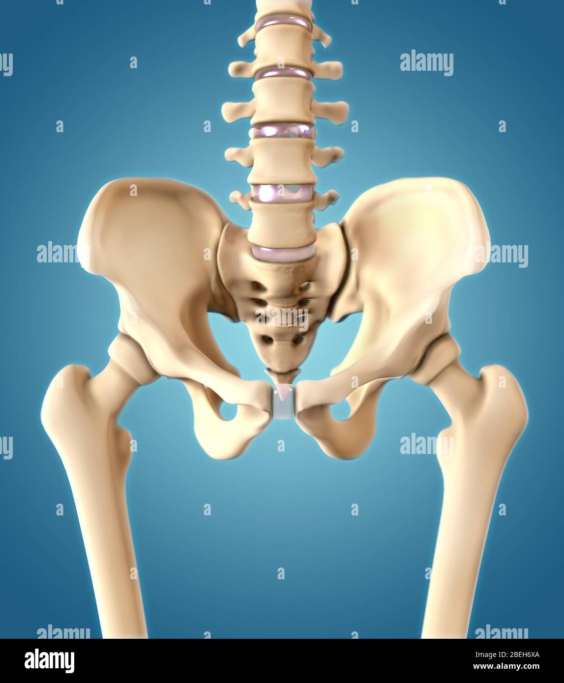 Huesos de la cadera, Vista anterior Foto de stock